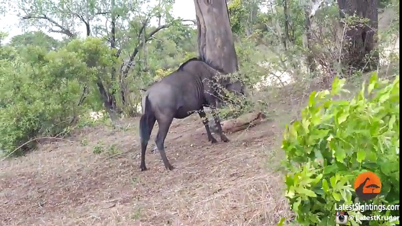 Battle Between Leopard & Wildebeest Mother over Calf   Graphic
