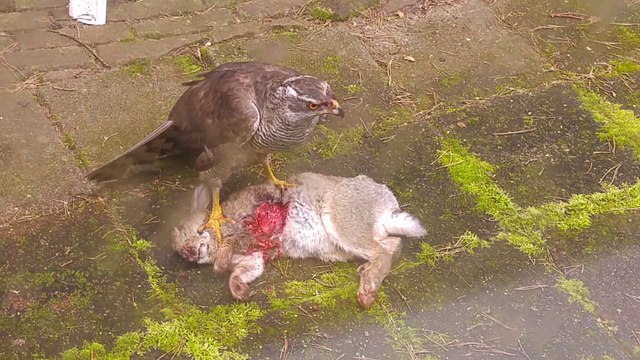 Choc : un aigle mange un lapin vivant