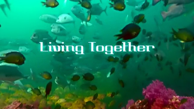 BBC: Эволюция жизни .Часть 4. Жизнь вместе (2005)