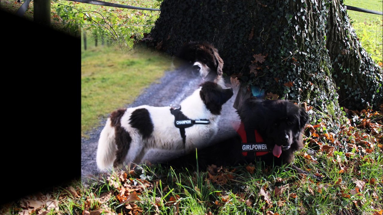 R.I.P. Bruno (Yssel vom Petersberg)