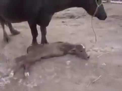 Calf with 02 Legs only - Amazing-Top Funny Videos-Top Prank Videos-Top Vines Videos-Viral Video-Funny Fails