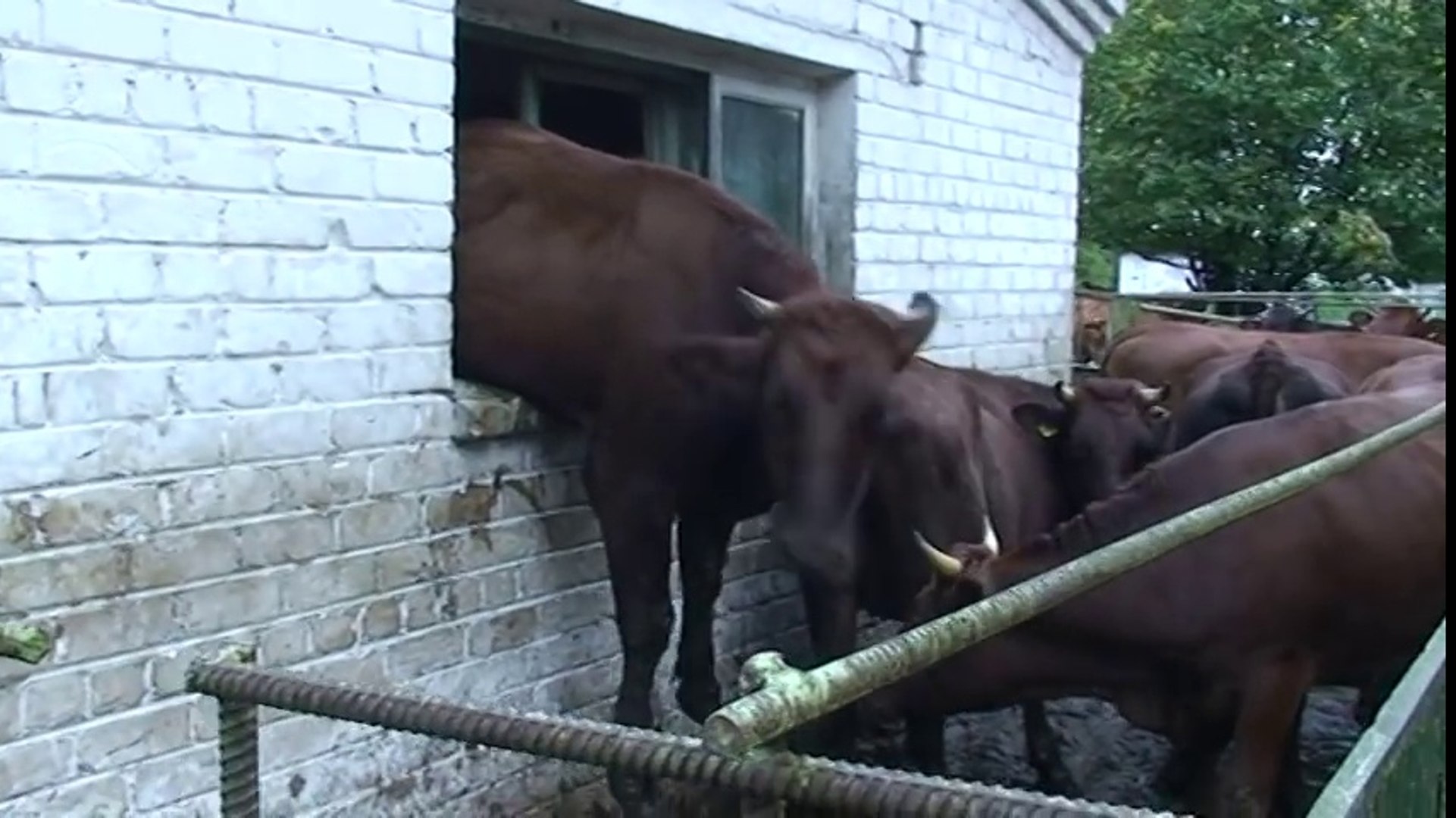 ⁣Crazy Cow Stuck In Window-Top Funny Videos-Top Prank Videos-Top Vines Videos-Viral Video-Funny Fails