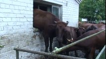 Crazy Cow Stuck In Window-Top Funny Videos-Top Prank Videos-Top Vines Videos-Viral Video-Funny Fails