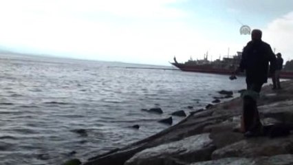 İzmit Körfezi'nde Ölü Yavru Yunus Bulundu