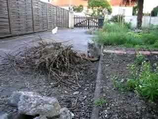 Dino se fait les griffes