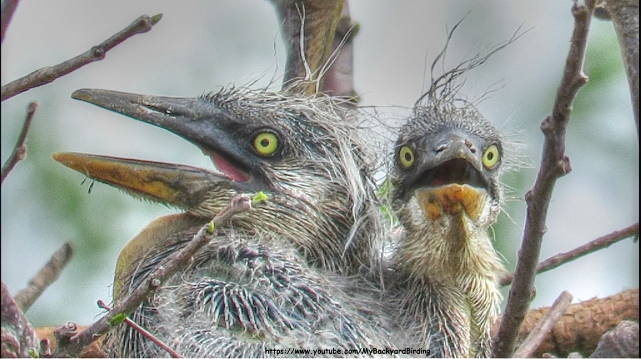 Great Blue Heron Baby Chicks
