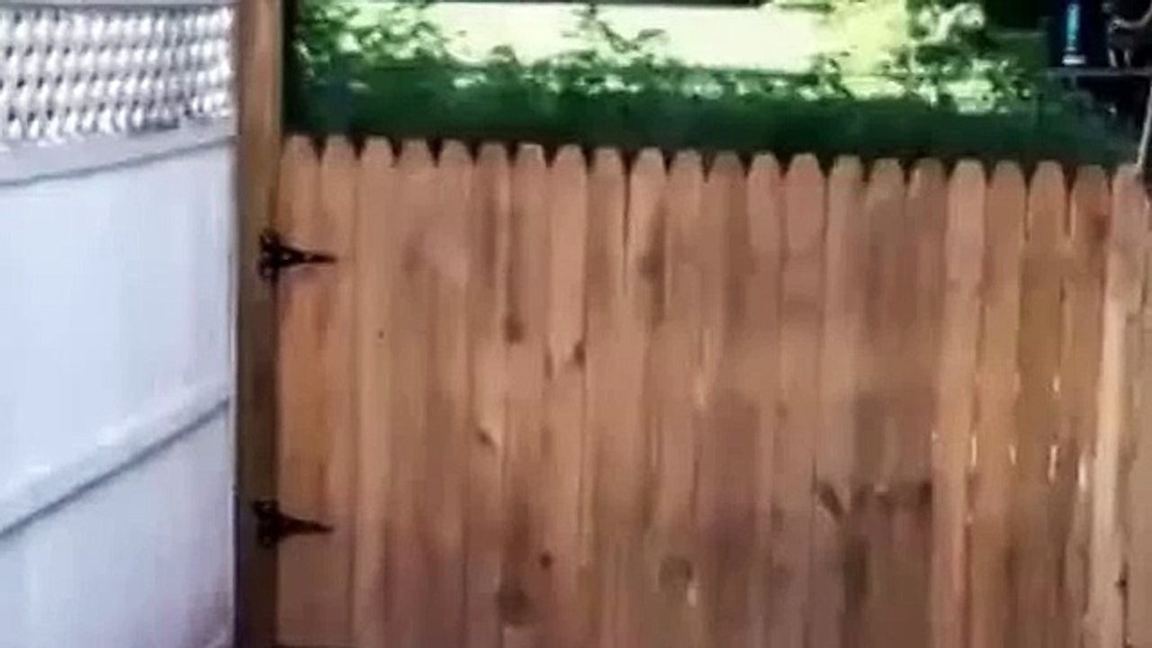 MAN PROUDLY FILMS THE FENCE HE BUILD TO KEEP HIS DOG IN THE YARD. WAIT FOR IT.