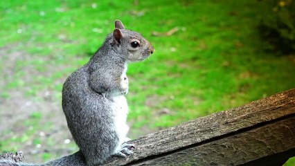 Animals Being Awesome dog 2016