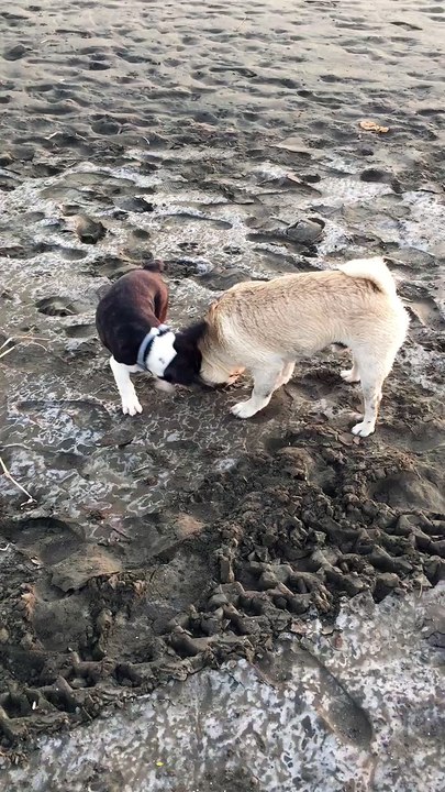 French bulldog and his bestie Pug at the beach