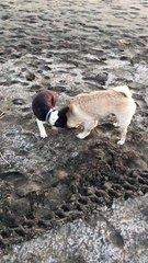 French bulldog and his bestie Pug at the beach