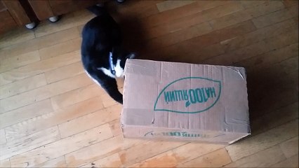 Kittens playing inside the box - Funny