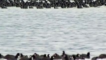 American Coots at the edge of the ice