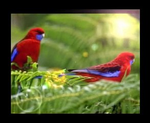 فيروز يا طير