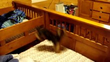 Yorkshire Terriers Are Awesome  Compilation
