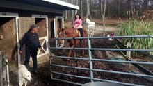 Woman Falls off Horse