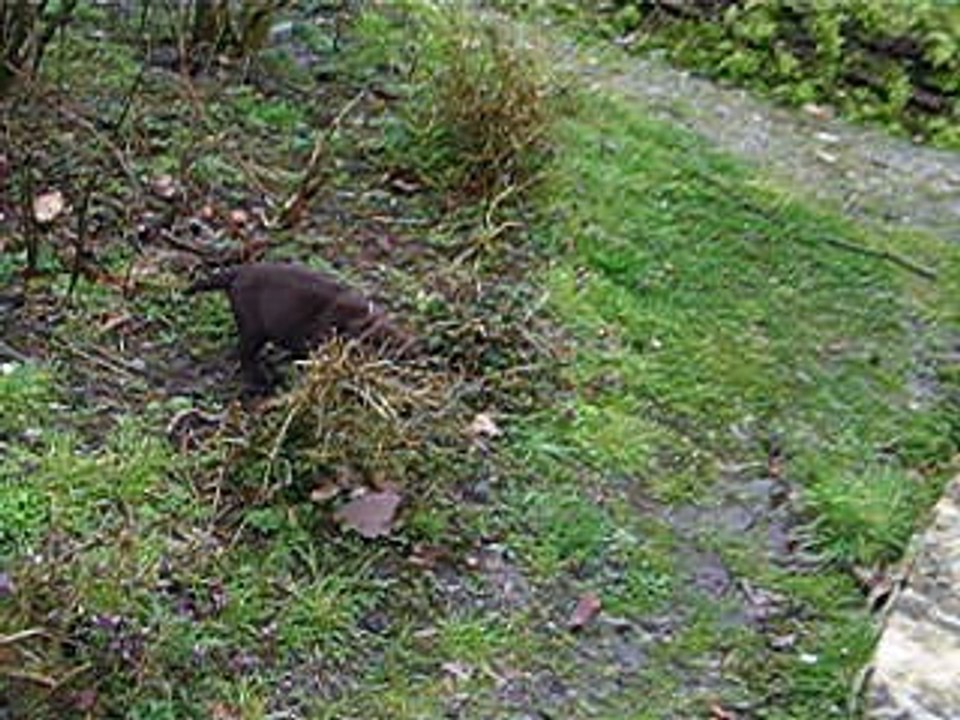 bébés labradors chocolats fille collier petits coeurs et garçon ruban orange-domaine de la sauvagine-norman