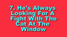 12 Signs Your Cat is Actually a Dog
