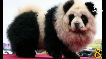 10 dogs that look like pandas