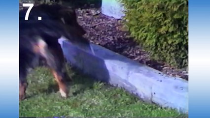 10 Reasons Why Bunnies Are Assholes