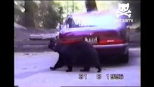 A bear completely demolishes a car