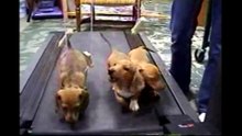 3 Cute Puppies On A Treadmill