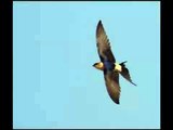 Golóndrina dáurica (Red-rumped Swallow)