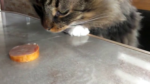 Выдержаный котэ Funny Cat Videos