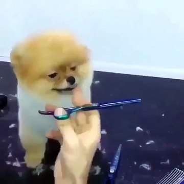 CUTE DOG DROPPED OFF TO SLEEP