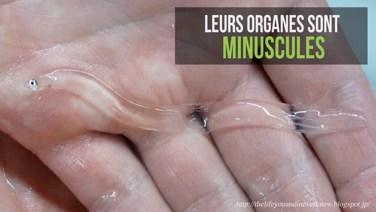 Leptocephallus : Cet étonnant poisson transparent