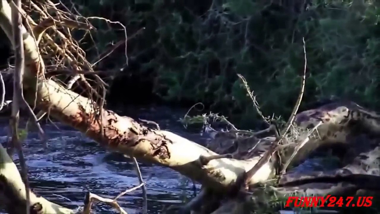 ANIMAL ATTACK   Crocodile Attacks Zebra - Animals Attack Compilation