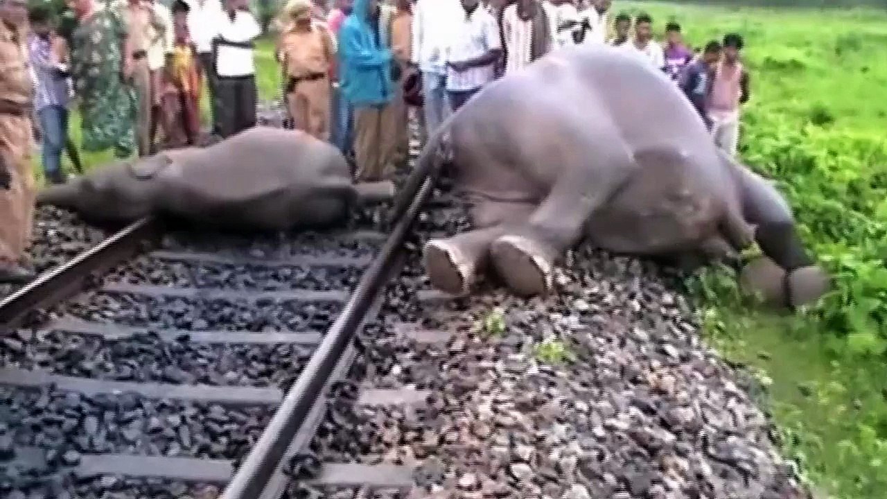 Animals Receive Bad Behavior