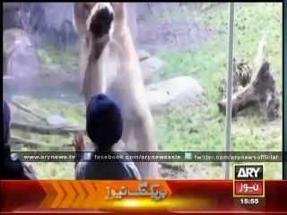 Children playing with wild animals