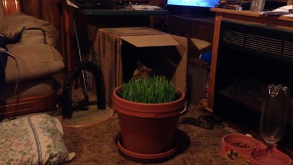 Endo Munching On Cat Grass.