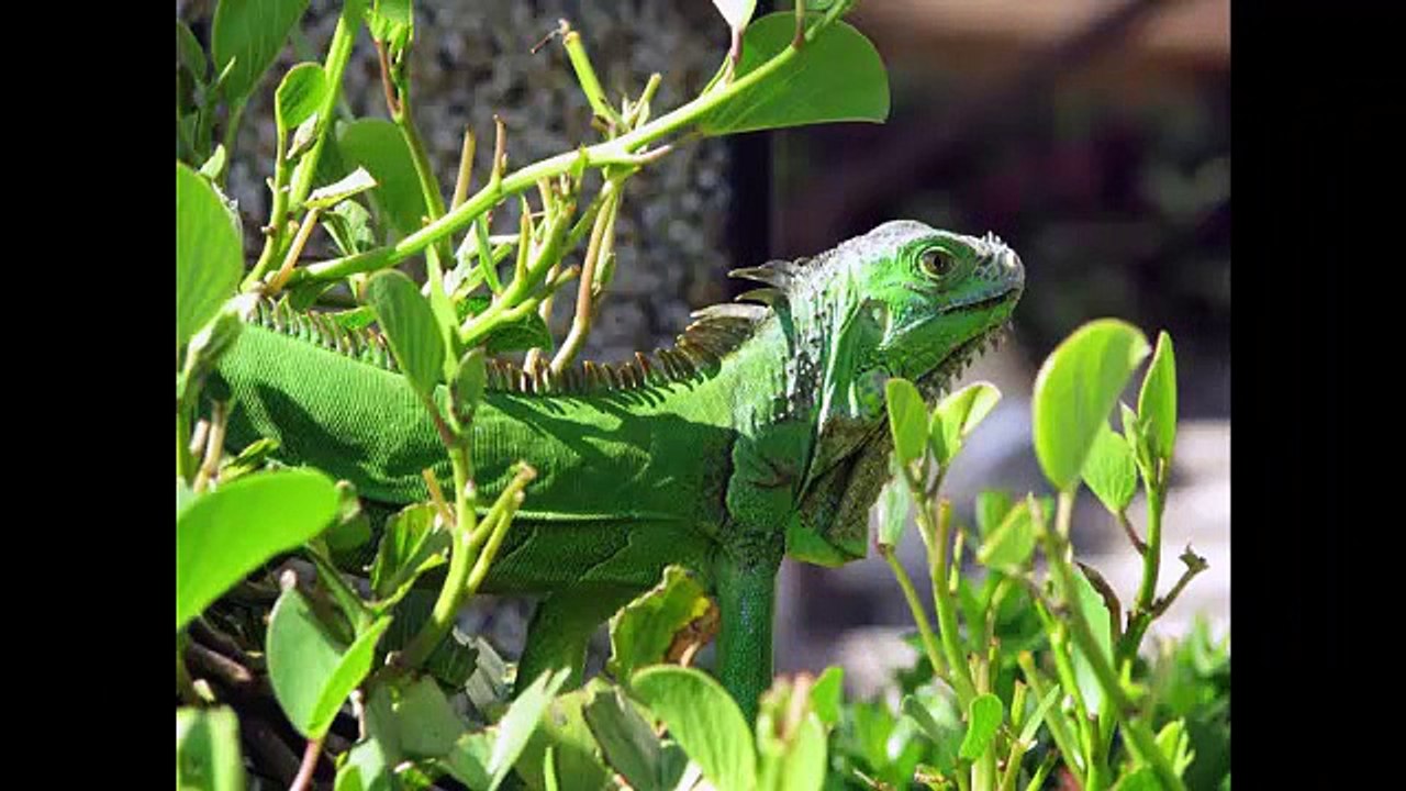 best ten animals