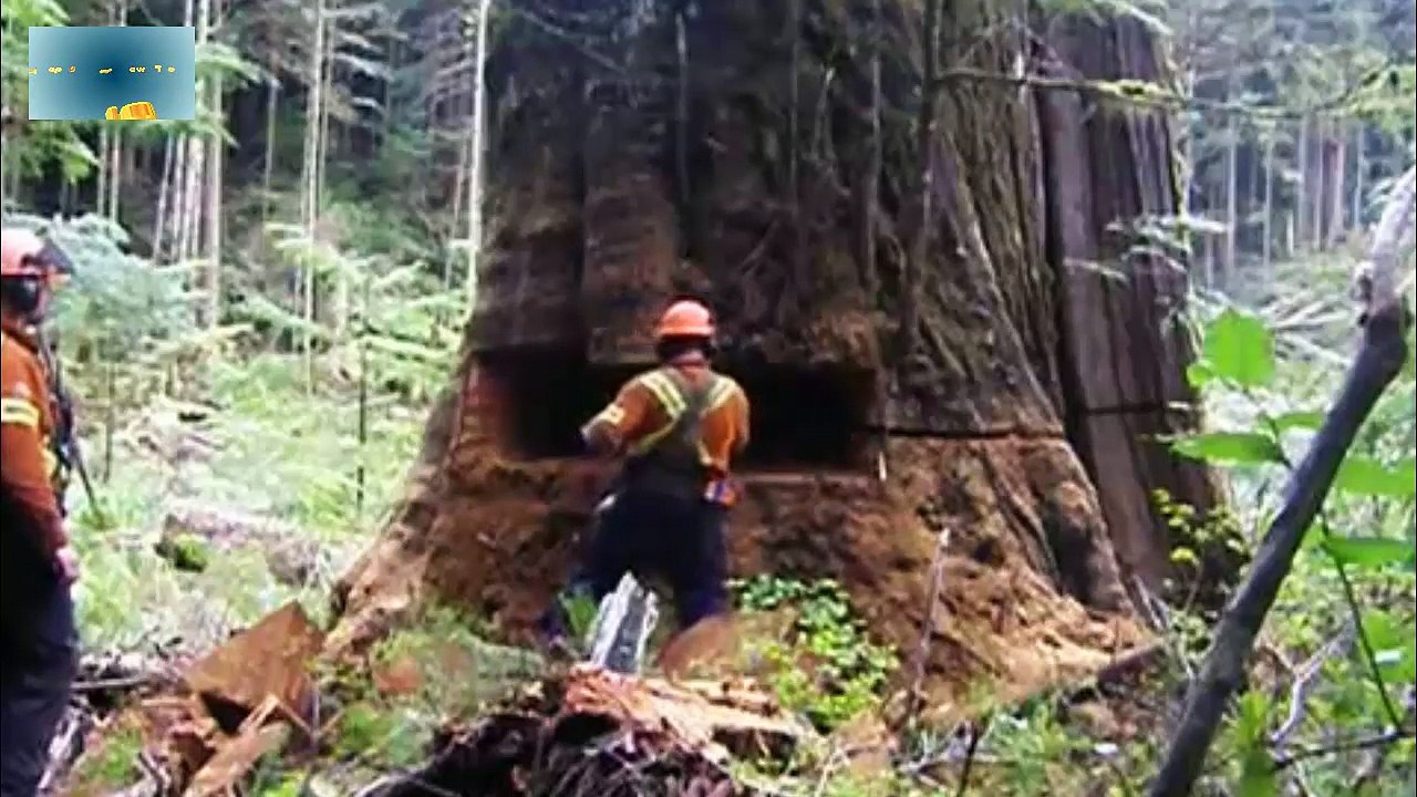 Top 10 cutting down big tree HD 30 minutes video Dailymotion