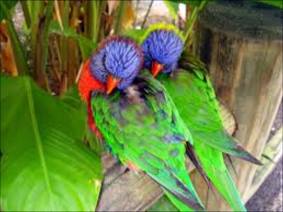 Kaladja dans la rivière.