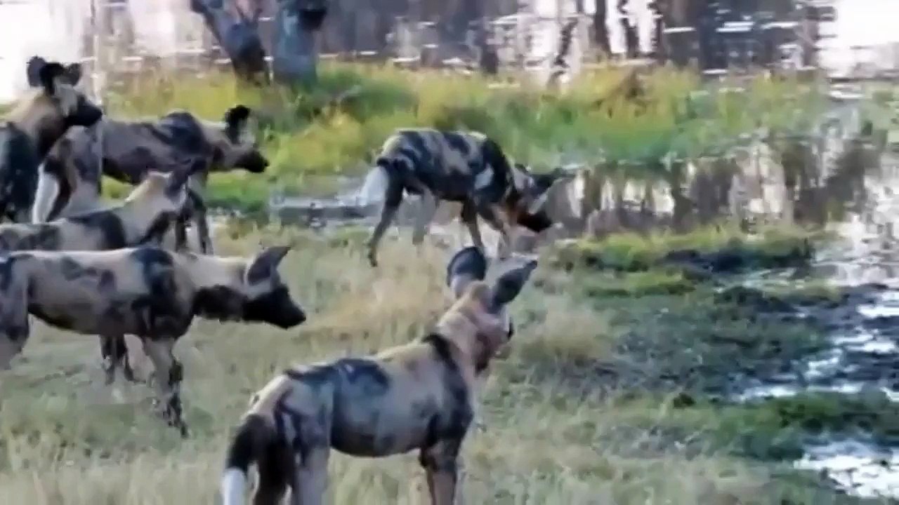 Animals Attack - Big Batlle Group Buffalo Kill Lion to die - When Animals Attack Compilation