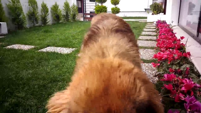 5000 mAh’lık Asus Zenfone Max’i İnceleyip 5000 Kibritle Yaktık!