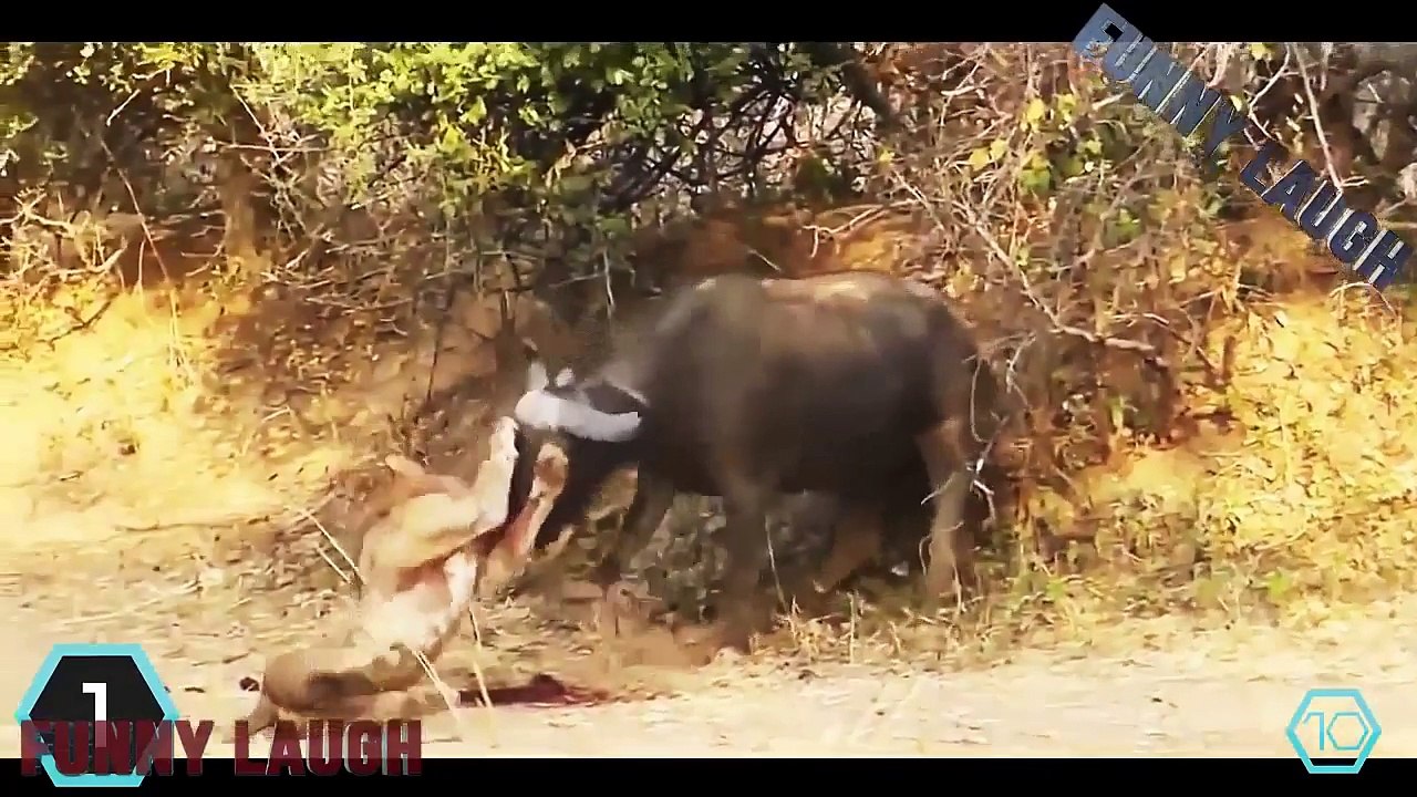 Animals Attack - Big Batlle Group Buffalo Kill Lion to die