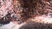 Jellyfish, Coral and Shrimp Captured Beneath Beautiful Turkish Sea