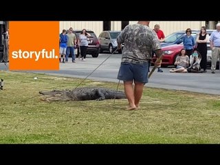 Download Video: Trapper Called to School to Capture Alligator on the Loose