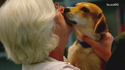 So, can you actually get sick from kissing your dog?