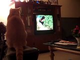Autumn is fascinated with a hummerbird special on TV