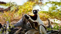 Island of Lemurs: Madagascar Behind-The-Scenes Featurette