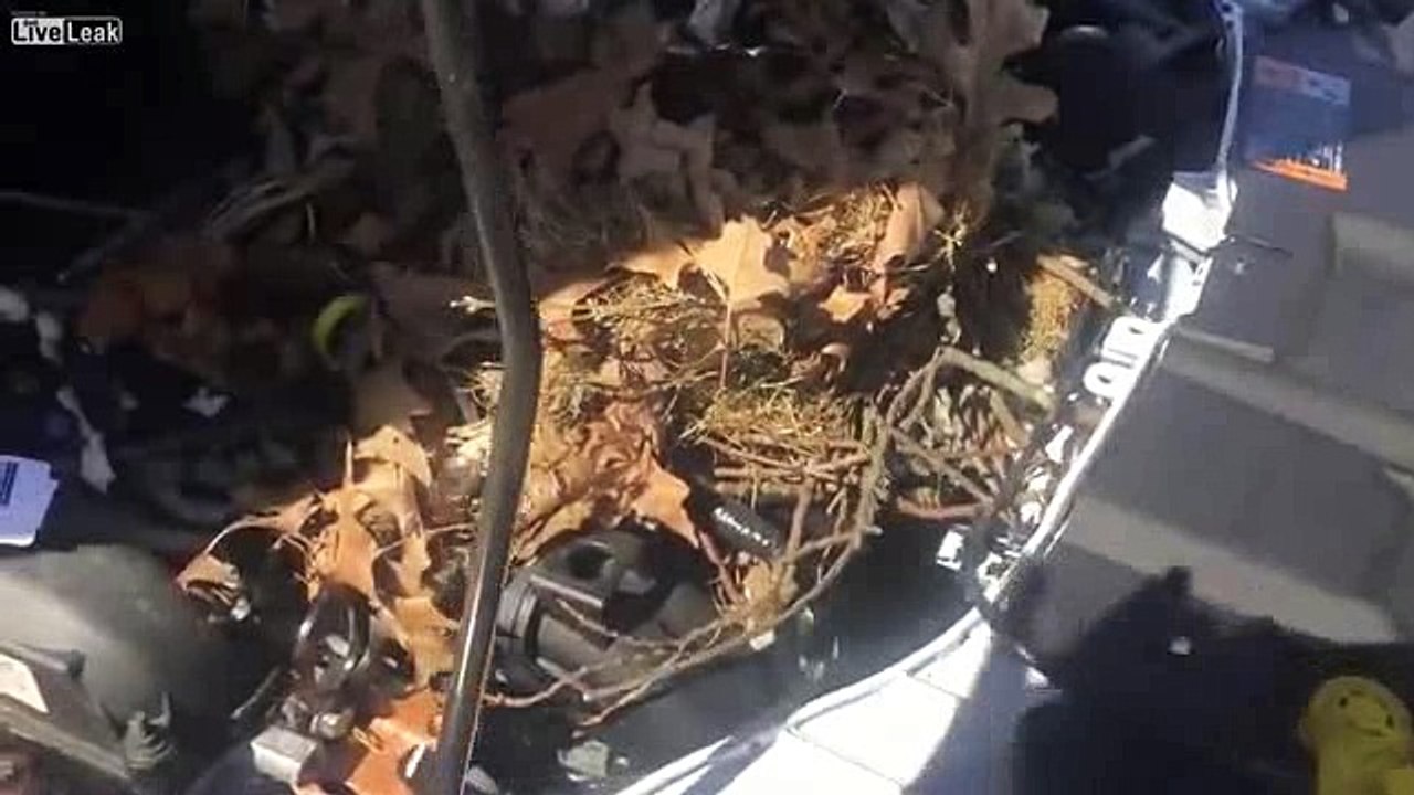 Family having car trouble are stunned by what they discovered living inside their engine