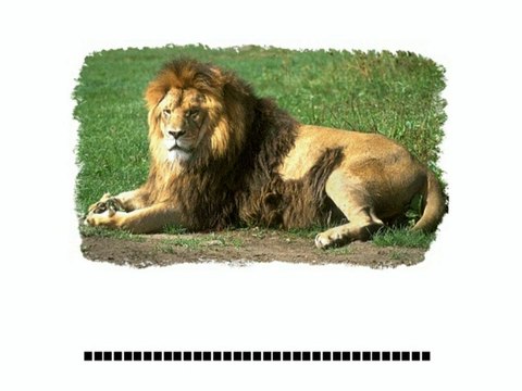 Learn French - Dictée - Les animaux vol1