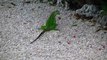 Iguana in Florida Keys