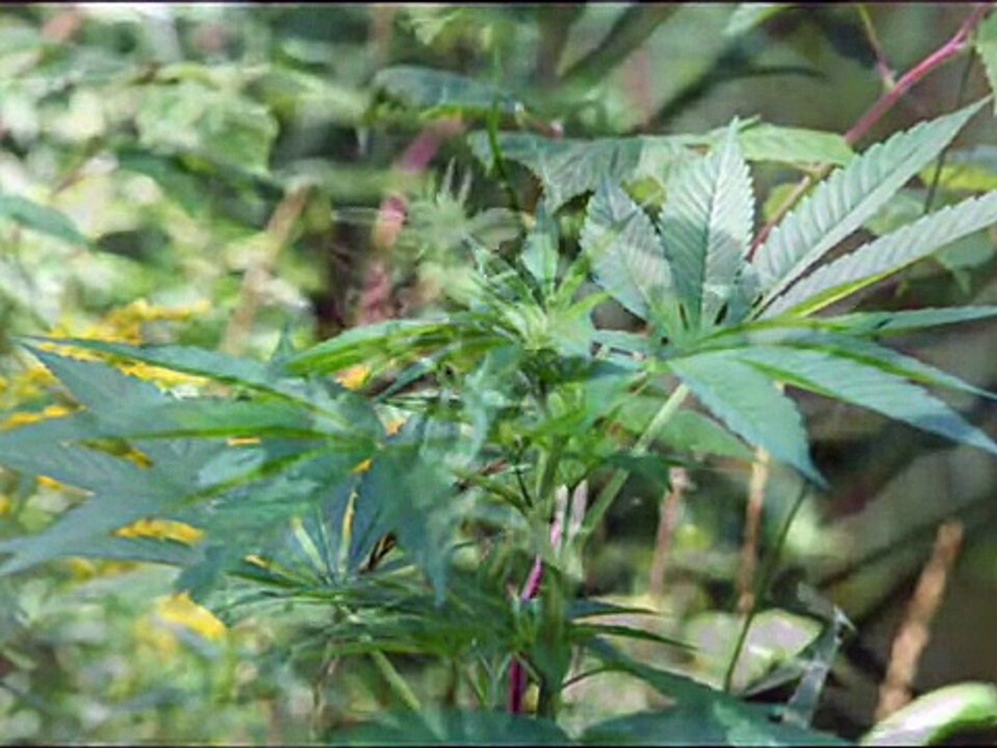 ⁣Summer 2007 Marijuana Crop