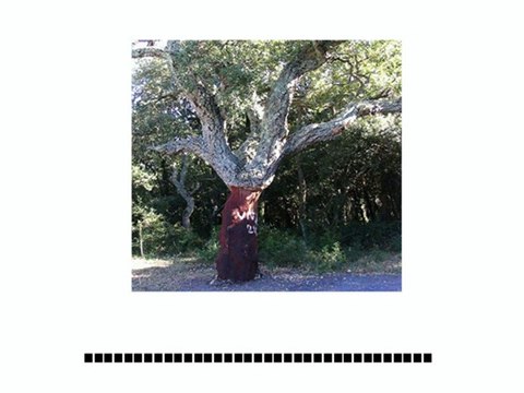 Learn French - Dictée - Les arbres