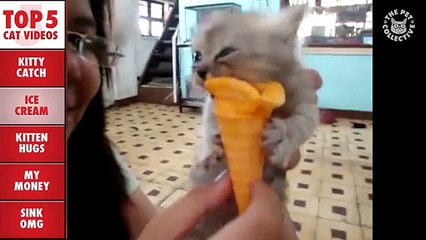 Top 5 Amazing Cats Compilation -- March 25 2016